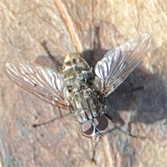 Muscidae (family) (Unidentified muscid fly) at Parkes, ACT - 9 Oct 2024 by Hejor1