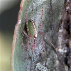 Araneus talipedatus at Russell, ACT - 9 Oct 2024 04:49 PM