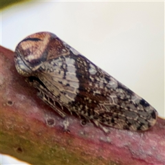 Macroceps tonnoiri (Flat-head Leafhopper) at Russell, ACT - 9 Oct 2024 by Hejor1