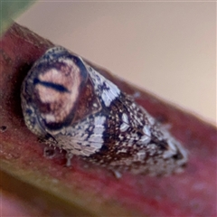 Macroceps tonnoiri at Russell, ACT - 9 Oct 2024