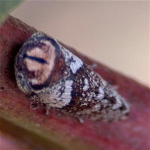 Macroceps tonnoiri at Russell, ACT - 9 Oct 2024