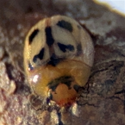 Peltoschema sp. (genus) (Leaf beetle) at Russell, ACT - 9 Oct 2024 by Hejor1