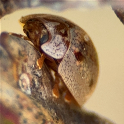 Paropsisterna m-fuscum (Eucalyptus Leaf Beetle) at Russell, ACT - 9 Oct 2024 by Hejor1