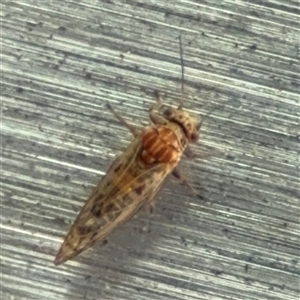 Psyllidae sp. (family) at Russell, ACT - 9 Oct 2024