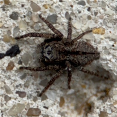 Servaea narraweena (A jumping spider) at Parkes, ACT - 9 Oct 2024 by Hejor1