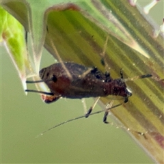 Uroleucon (Uroleucon) sonchi (Sow-thistle Aphid) at Parkes, ACT - 9 Oct 2024 by Hejor1