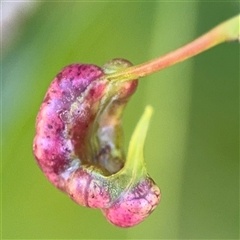 Eucalyptus insect gall at Surf Beach, NSW - 2 Oct 2024 by Hejor1