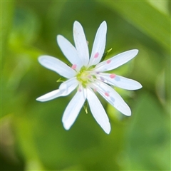 Stellaria sp. at Surf Beach, NSW - 2 Oct 2024 by Hejor1