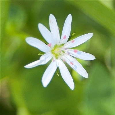 Stellaria sp. at Surf Beach, NSW - 2 Oct 2024 by Hejor1