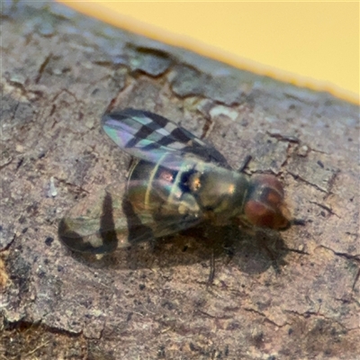 Euprosopia sp. (genus) (Signal fly) at Surf Beach, NSW - 2 Oct 2024 by Hejor1