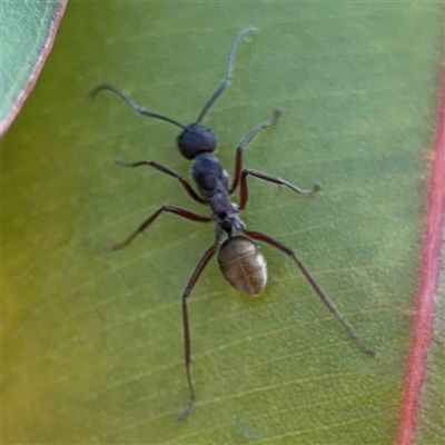 Camponotus aeneopilosus (A Golden-tailed sugar ant) at Surf Beach, NSW - 2 Oct 2024 by Hejor1