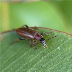 Lepturidea sp. (genus) (Comb-clawed beetle) at Surf Beach, NSW - 2 Oct 2024 by Hejor1