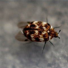 Anthrenus verbasci (Varied or Variegated Carpet Beetle) at Canberra Airport, ACT - 5 Oct 2024 by LisaH