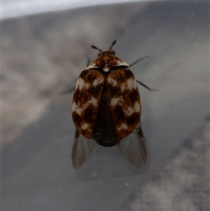 Anthrenus verbasci at Canberra Airport, ACT - suppressed