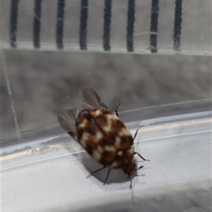 Anthrenus verbasci at Canberra Airport, ACT - suppressed