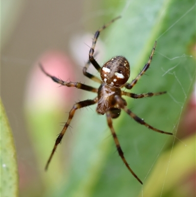 Araneus albotriangulus (White-triangle orb weaver) at Hughes, ACT - 5 Oct 2024 by LisaH