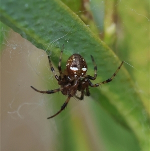 Araneus albotriangulus at Hughes, ACT - 5 Oct 2024 03:16 PM