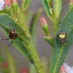 Araneus albotriangulus at Hughes, ACT - 5 Oct 2024 03:16 PM