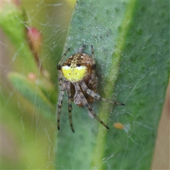 Araneus albotriangulus (White-triangle orb weaver) at Hughes, ACT - 5 Oct 2024 by LisaH