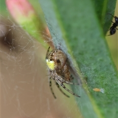 Araneus albotriangulus at Hughes, ACT - 5 Oct 2024 03:19 PM