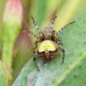 Araneus albotriangulus at Hughes, ACT - 5 Oct 2024