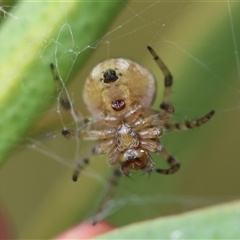 Araneus albotriangulus at Hughes, ACT - 5 Oct 2024