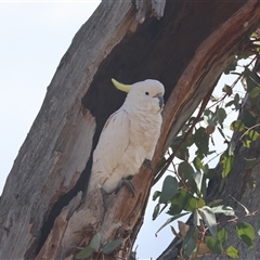 Cacatua galerita (Sulphur-crested Cockatoo) at Hughes, ACT - 2 Oct 2024 by LisaH