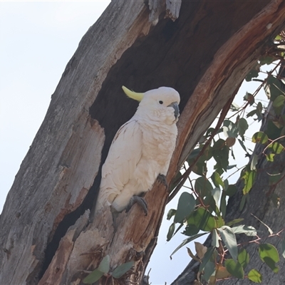 Cacatua galerita (Sulphur-crested Cockatoo) at Hughes, ACT - 2 Oct 2024 by LisaH