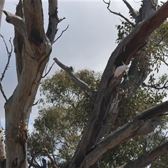 Cacatua galerita at Hughes, ACT - 2 Oct 2024 12:16 PM