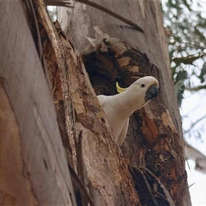 Cacatua galerita at Hughes, ACT - 5 Oct 2024 02:30 PM