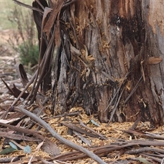 Cacatua galerita at Hughes, ACT - 5 Oct 2024 02:30 PM