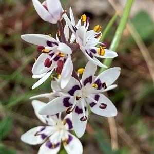 Wurmbea dioica subsp. dioica at Deakin, ACT - 8 Oct 2024 02:04 PM