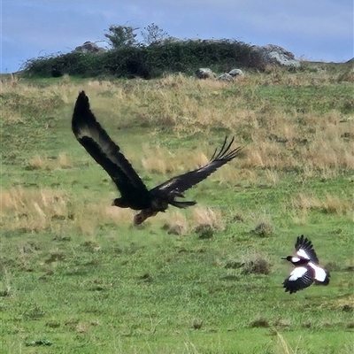 Aquila audax (Wedge-tailed Eagle) at Whitlam, ACT - 8 Oct 2024 by Wolfdogg