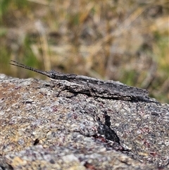 Coryphistes ruricola (Bark-mimicking Grasshopper) at Denman Prospect, ACT - 2 Oct 2024 by Wolfdogg