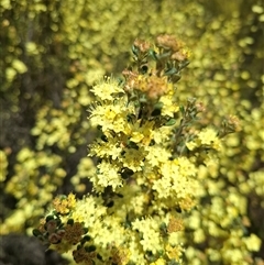 Phebalium squamulosum subsp. ozothamnoides (Alpine Phebalium, Scaly Phebalium) at Bonython, ACT - 9 Oct 2024 by RomanSoroka