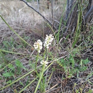 Stackhousia monogyna at Bonython, ACT - 9 Oct 2024