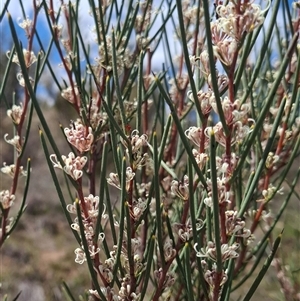 Hakea microcarpa at Bonython, ACT - 9 Oct 2024