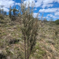 Hakea microcarpa at Bonython, ACT - 9 Oct 2024