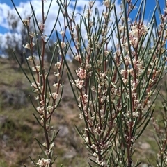 Hakea microcarpa at Bonython, ACT - 9 Oct 2024