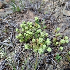 Scleranthus diander (Many-flowered Knawel) at Bonython, ACT - 9 Oct 2024 by RomanSoroka