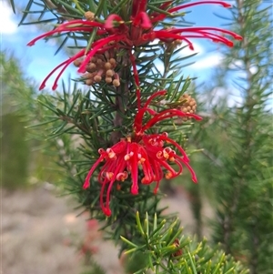 Grevillea juniperina subsp. fortis at Bonython, ACT - 9 Oct 2024