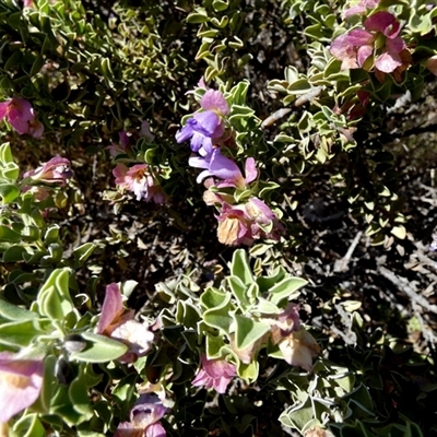 Unverified Other Shrub at Yannarie, WA - 8 Sep 2024 by Paul4K