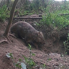 Vombatus ursinus (Common wombat, Bare-nosed Wombat) at Kangaroo Valley, NSW - 19 Jan 2024 by lbradley