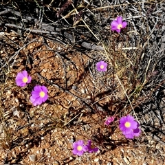 Unverified Other Wildflower or Herb at Minilya, WA - 8 Sep 2024 by Paul4K