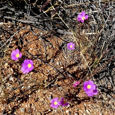 Unverified Other Wildflower or Herb at Minilya, WA - 8 Sep 2024 by Paul4K