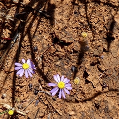 Unverified Other Wildflower or Herb at Yandoo Creek, WA - 8 Sep 2024 by Paul4K