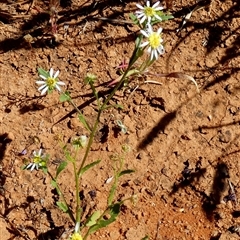 Unverified Other Wildflower or Herb at Yandoo Creek, WA - 8 Sep 2024 by Paul4K