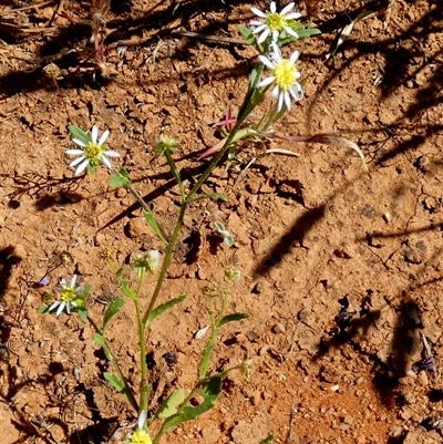 Unverified Other Wildflower or Herb at Yandoo Creek, WA - 8 Sep 2024 by Paul4K