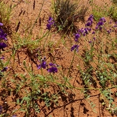 Unverified Other Wildflower or Herb at Yandoo Creek, WA - 8 Sep 2024 by Paul4K