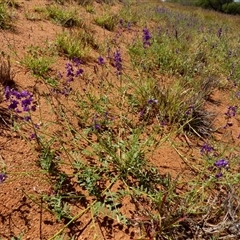 Swainsona microphylla at Yandoo Creek, WA - 8 Sep 2024 04:21 PM